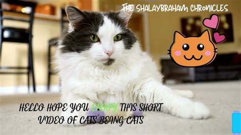 Funny Cat Video - YouTube