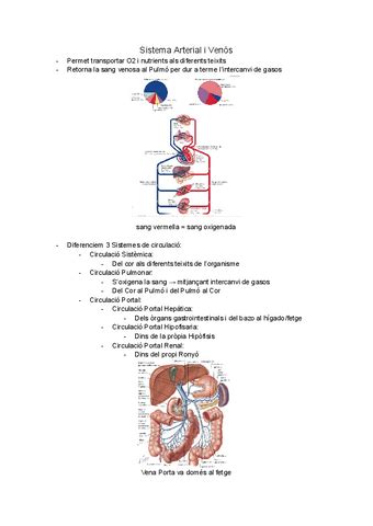 Sistema Arterial Y Venoso Pdf