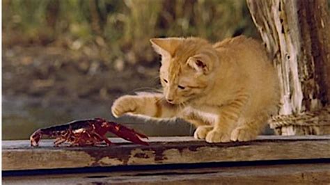 Meow Mix The 100 Most Iconic Cats In Movies Paste