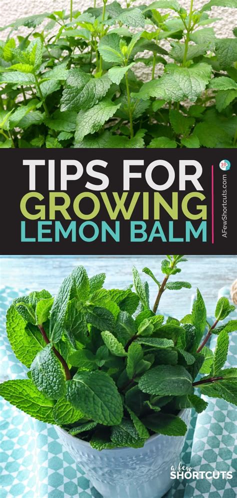 Tips For Growing Lemon Balm In How To Grow Lemon Lemon Balm