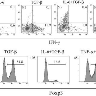 Tnf Or Il In Combination With Tgf Has No Effect On The