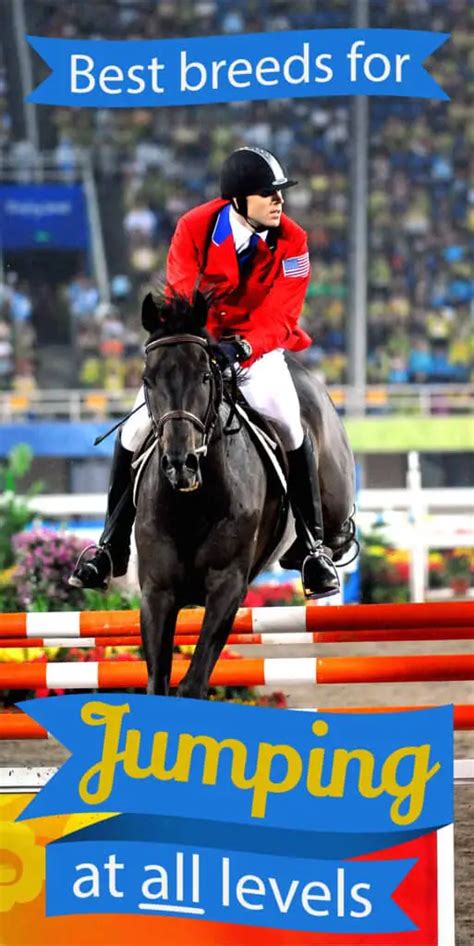 12 Best Horse Breeds For Jumping Clear – At Every Level (with videos) – Horse FactBook