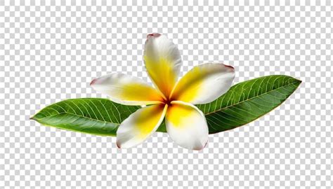 Flor De Frangipani Aislada Sobre Un Fondo Transparente Psd Premium