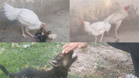 New Born Aseel Chicks Chozay Of White Aseel Murga And Murgi German