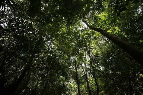 Con “viacrucis” En La Selva Lacandona Indígenas Chiapanecos Exigieron