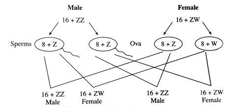Explain The Mechanism Of Sex Determination In Birds