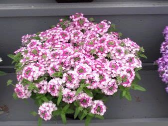 Вербена ампельная (52 фото): посадка и уход, выращивание вегетативной ...