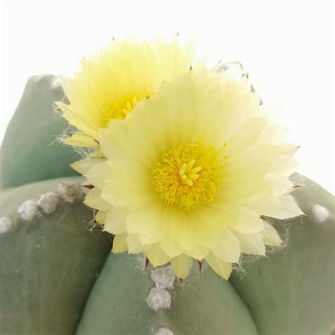 Astrophytum Myriostigma Var Nudum 14 Cm Cactaceae Giromagi