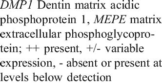 Molecular markers in- volved in osteocyte differentiation | Download Table