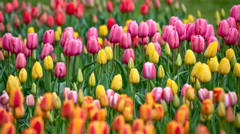 10 Segredos De Como Cuidar De Tulipas Em Casa