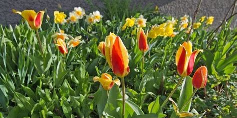 20 Facts About Violets & Primroses, February's Birth Flowers - The Fact ...