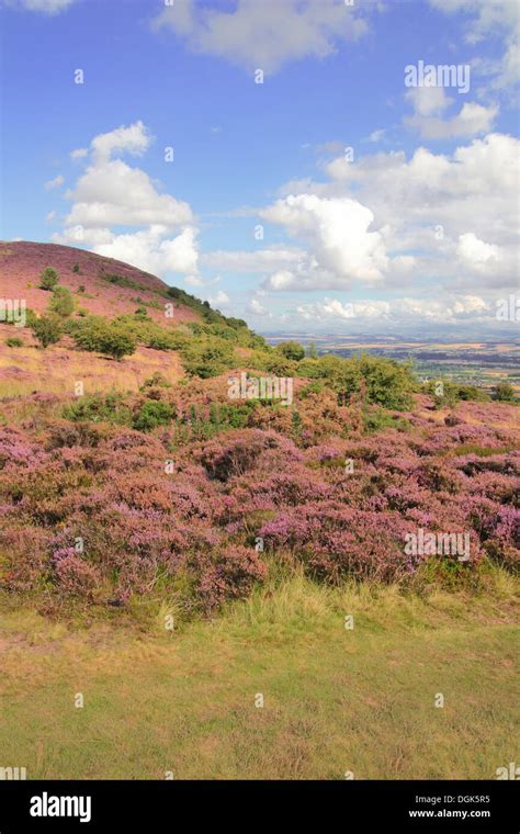 Heather In The Scottish Borders Hi Res Stock Photography And Images Alamy