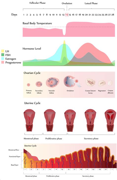 Can Your Period Cycle Randomly Change At Lillie Ensley Blog