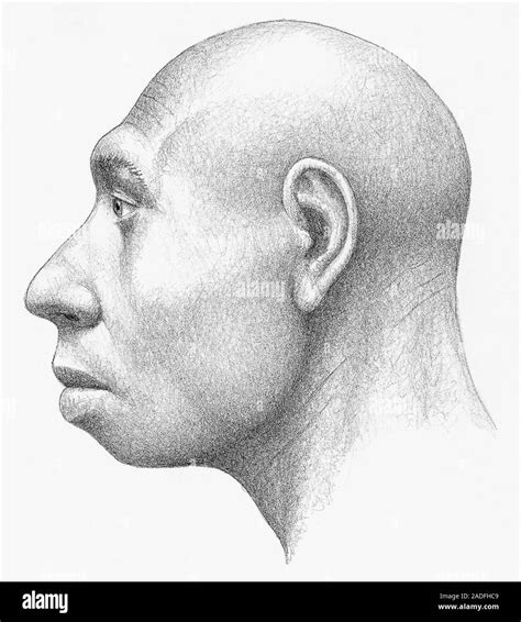 Homo Heidelbergensis Male Artists Impression H Heidelbergensis