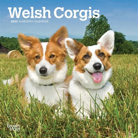 Welsh Corgis 2023 7 X 14 Inch Monthly Mini Wall Calendar Browntrout