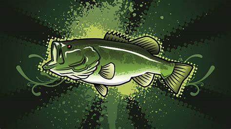 Royalty Free Largemouth Bass Clip Art Vector Images And Illustrations Istock