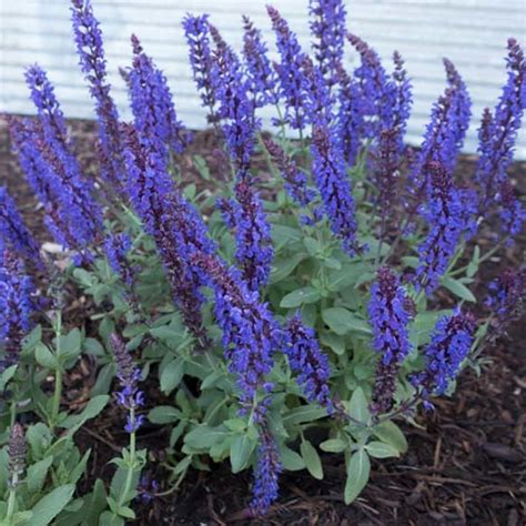 Lyrical™ Blues Meadow Sage Salvia Nemorosa Balyriclu 2 Gal Fanelli