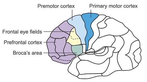 Neuro 101: Cerebral Hemispheres • LITFL • Neurology library