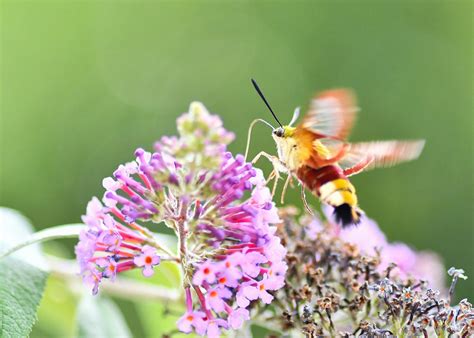 Mariposa Colibrí Esfinge Insecto Foto gratis en Pixabay Pixabay