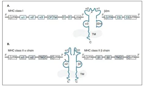 Mhc Genes H Complex And Hla Complex Biology Notes Online