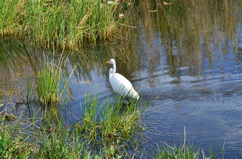 Great Egret Florida Everglades National Park Earl Leatherberry Flickr