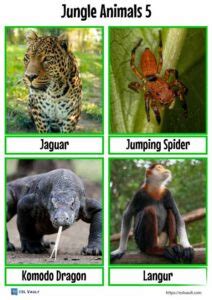 40 free jungle animals flashcards (PDF) - ESL Vault