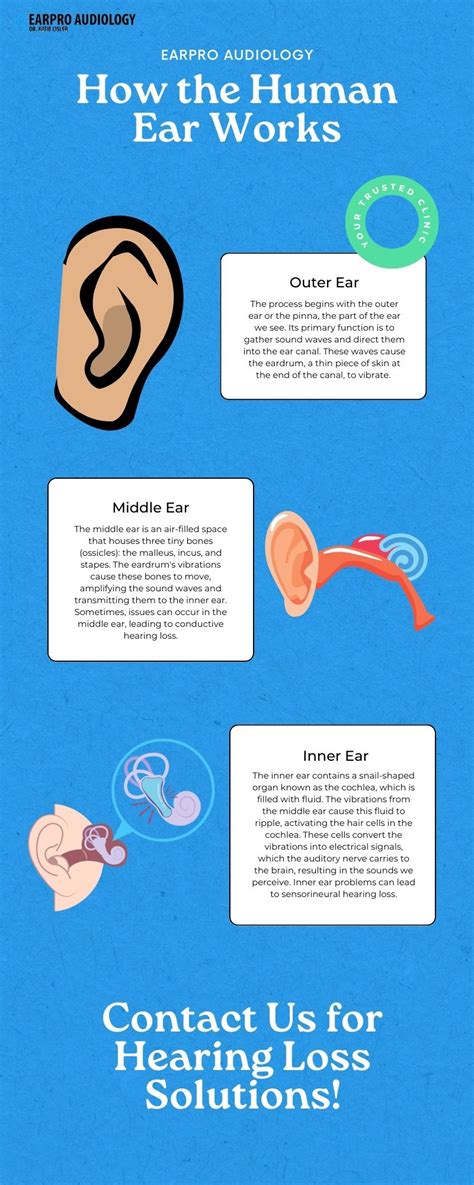 human ear works earpro audiology