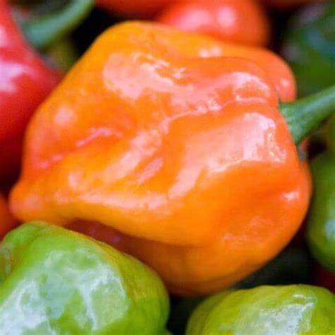 Habanero Pepper Seeds 1936 | OSC Seeds