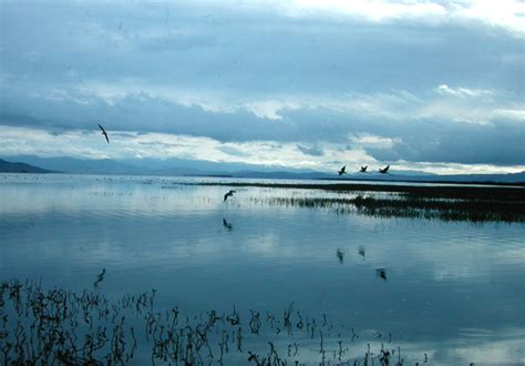 Places To Bird Provo Bay