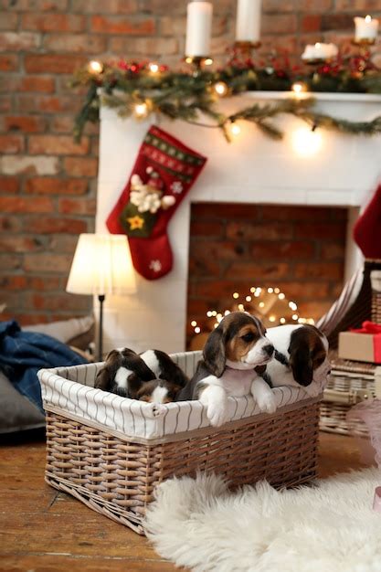 Free Photo | Puppies in a basket