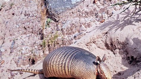 Armadillo Summary Britannica