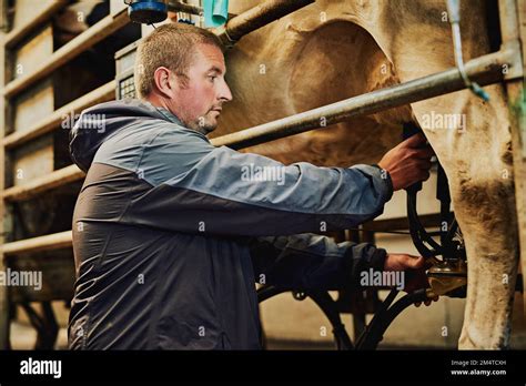 Overseeing the milking process. a male farmer milking cows on a dairy farm Stock Photo - Alamy