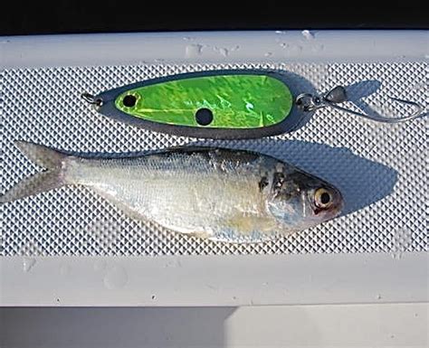 Top 20 Lake Texoma Striper Fishing Lures | Freshwater Lures