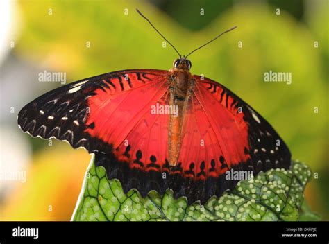 Close Up Of The Asian Red Lacewing Butterfly Cethosia Biblis 20