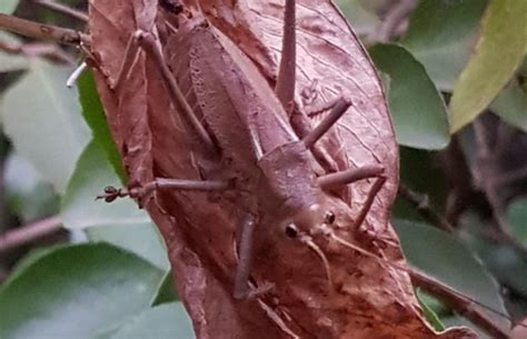 “es Como Un Acorazado” Encuentran Un Extraño Insecto En El Barranco De