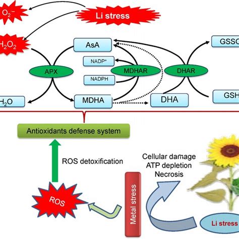 Role Of Different Antioxidant In Scavenging Reactive Oxygen Species