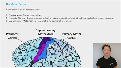 Supplementary Motor Area