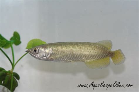 Jardini Arowana 10 12 Scleropages Jardini Product View