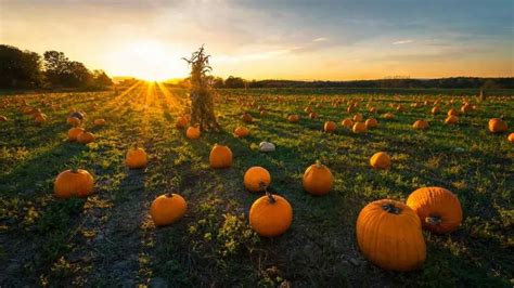 Best Pumpkin Patches In Indiana Life In The Usa