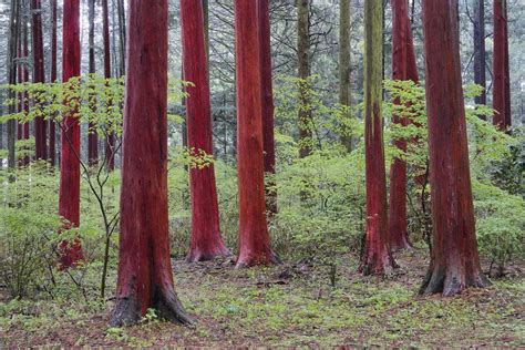 Michael Yamashitaphotoeth On Twitter Gm Have You Ever Seen A Red