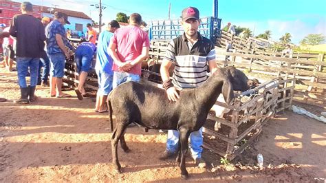 Feira De Caprinos E Ovinos Carneiro Berganes Em Folha Mi Da Alagoas