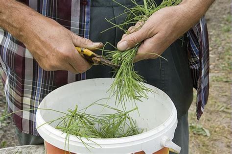 Rem Des Naturels Base De Plantes Pour Le Jardin Jardins Potager