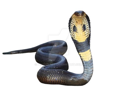 King Cobra Transparent Background Png Mart