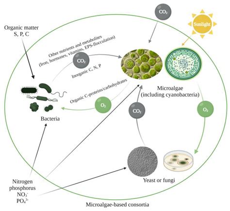 Energies Free Full Text Microalgal Consortia For Waste Treatment