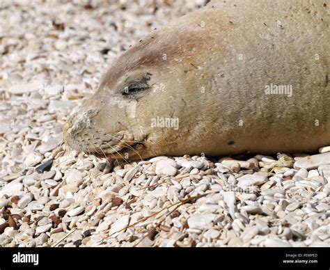 Mediterranean Monk Seal Hi Res Stock Photography And Images Alamy