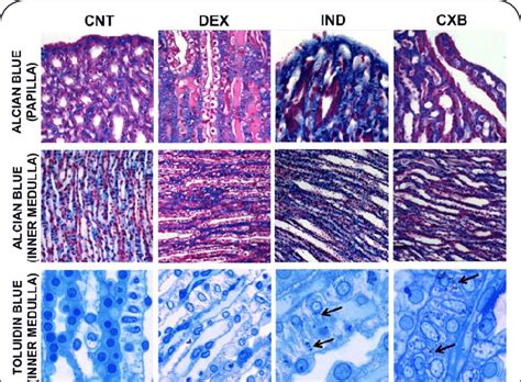 The Alcian Blue Staining In Renal Papilla And Inner Medulla