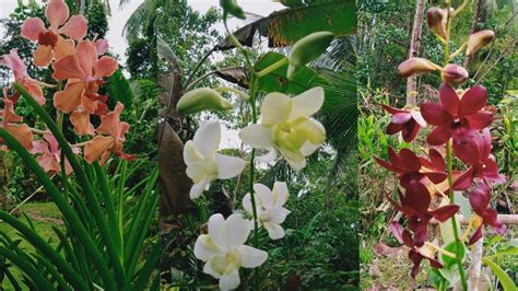 Wow Ang Ganda Niyo Ngayong January Beautiful Orchids Sa