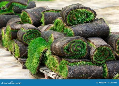 Green Lawn Grass In Rolls Stock Image Image Of Landscaping 92933463