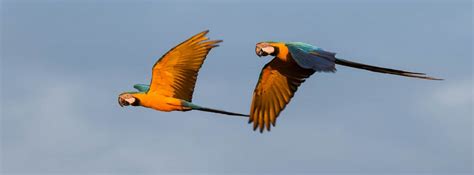 Emas National Park – Birding Pantanal