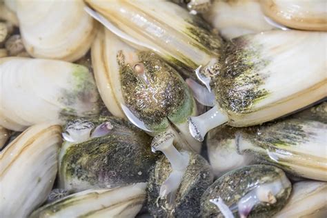 Paralytic Shellfish Poisoning Warning West Coast North Island